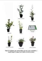 oferta 50 plantas de seto (13)